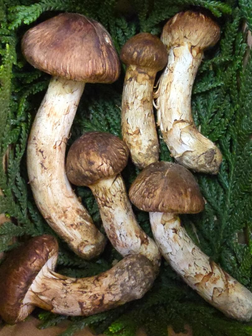 岩手県産 松茸 299g　＋おまけ61.9g(写真3)+51.7g(写真4)