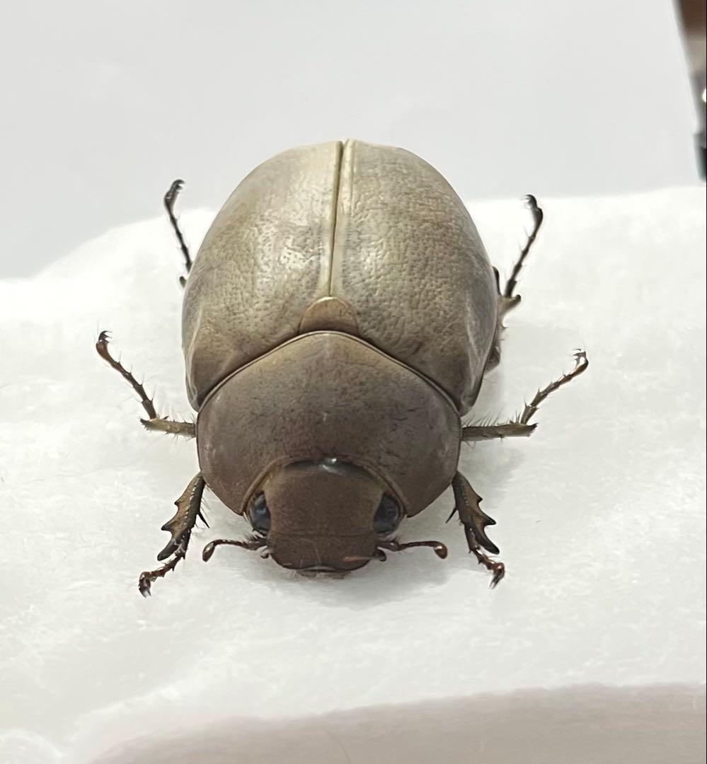 オスモウサンコガネ 標本