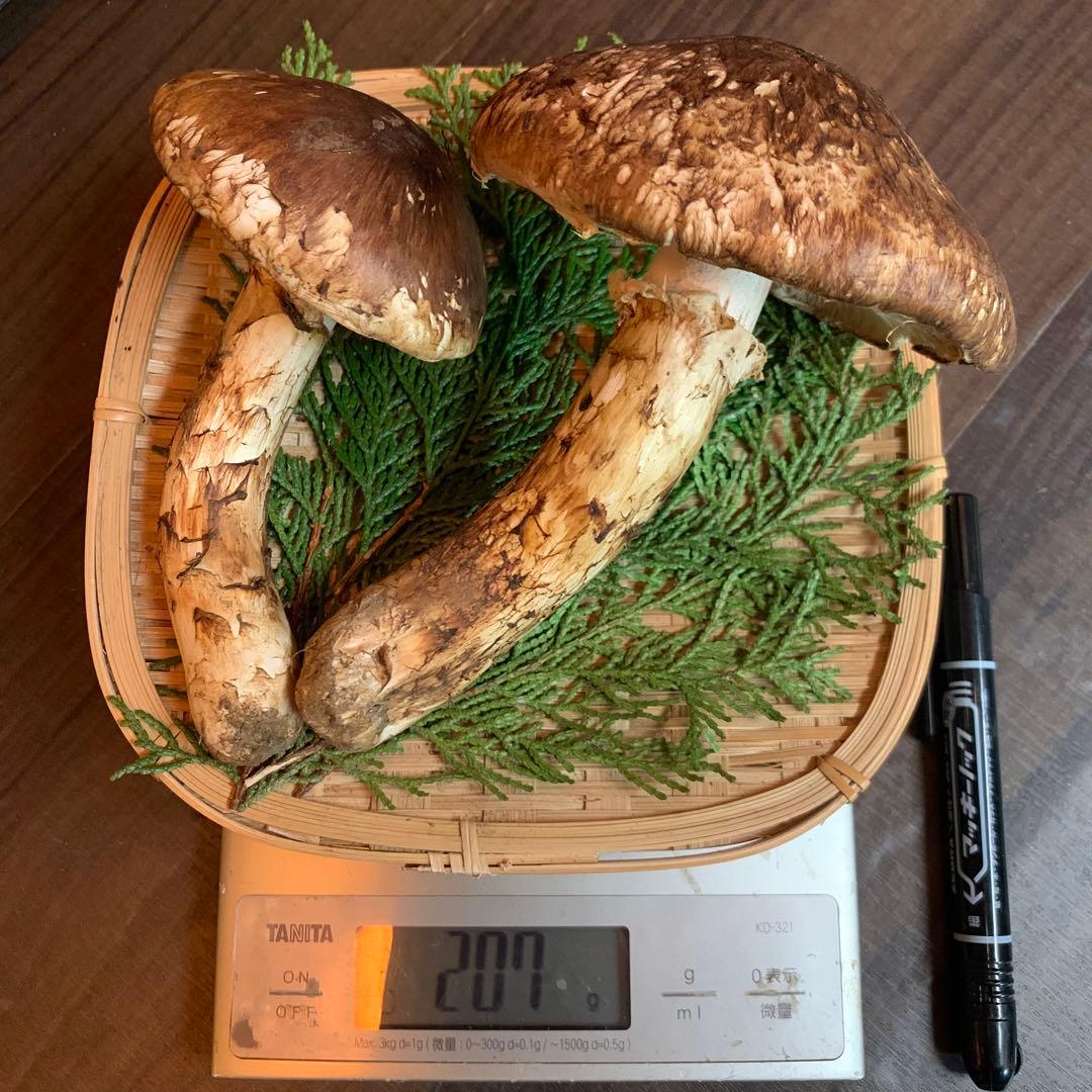 ⑤秀品【岩手県産天然松茸】収穫最終　国産本場　開き採れたて　太くて綺麗　207g