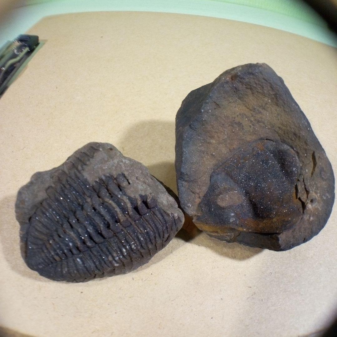 三葉虫　化石　fossil　ボリビア産　レア　Fossil判別⑦