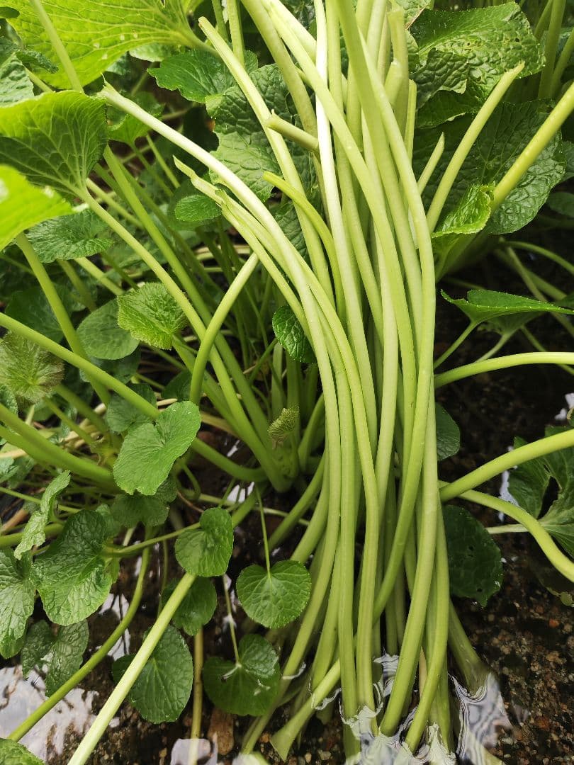 【別注】4kg ご注文後に収穫！ 安曇野産 生わさびの太茎 わさび 茎