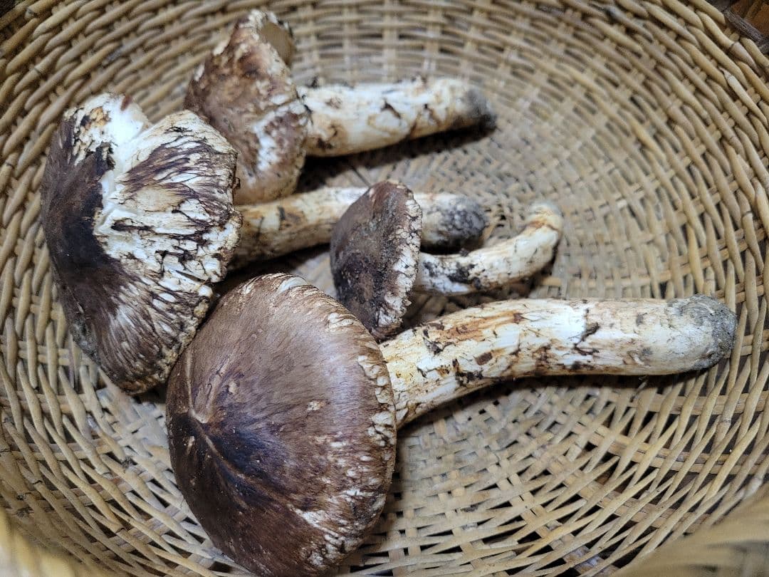 国産　岩手県産　松茸　220g