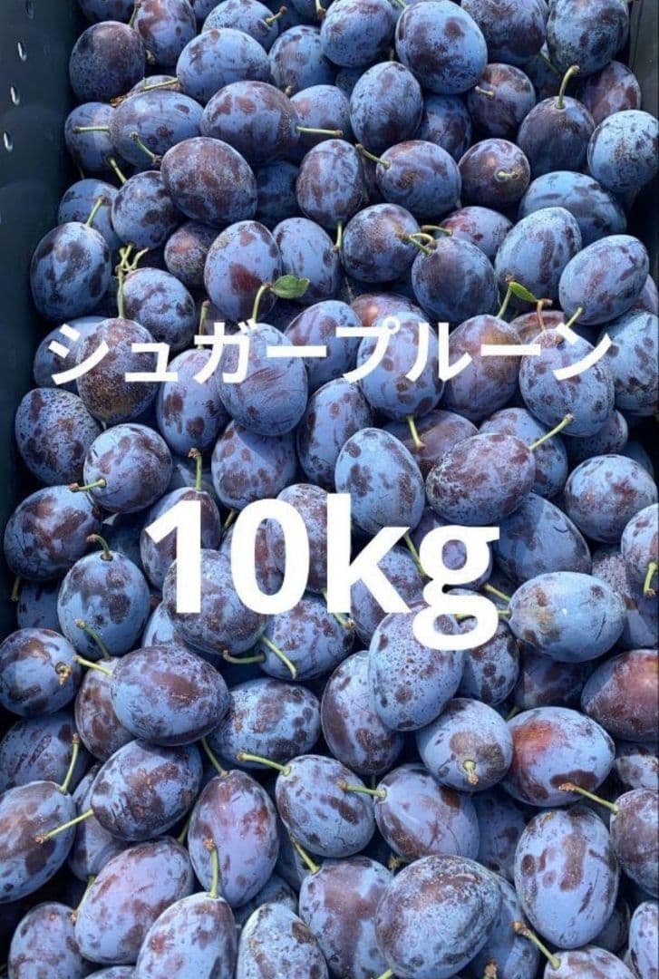 青森県産 シュガープルーン 約10kg