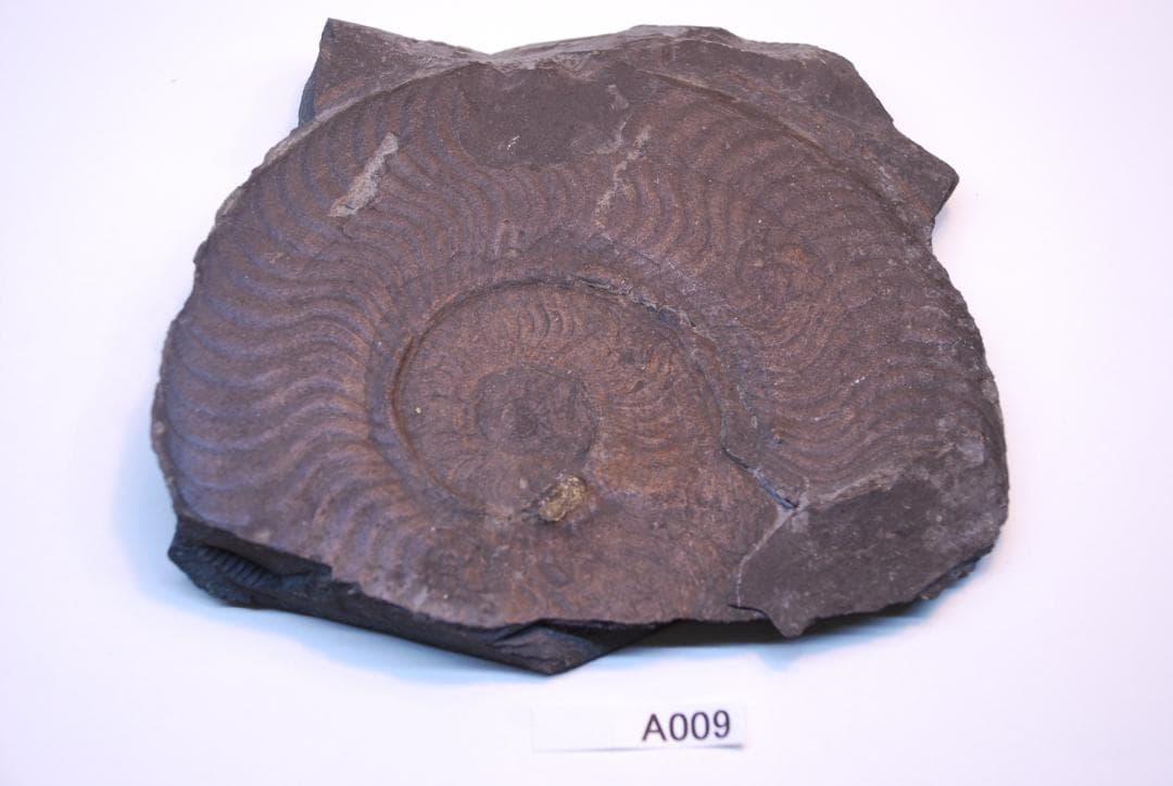 アンモナイトの化石 ベルギーで入手　a009(yh)