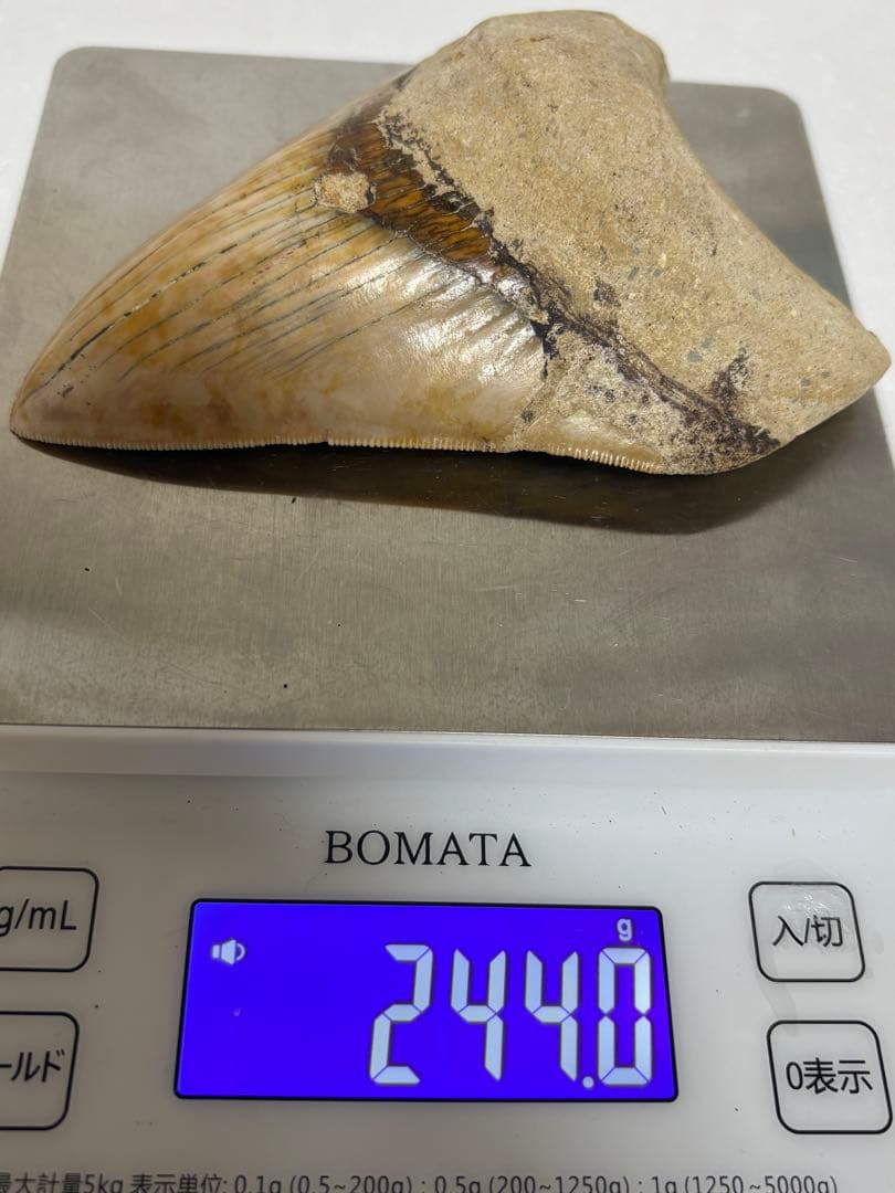 化石 サメの歯メガロドンインネシア約13.2cm 約244g新生代第三紀中新世