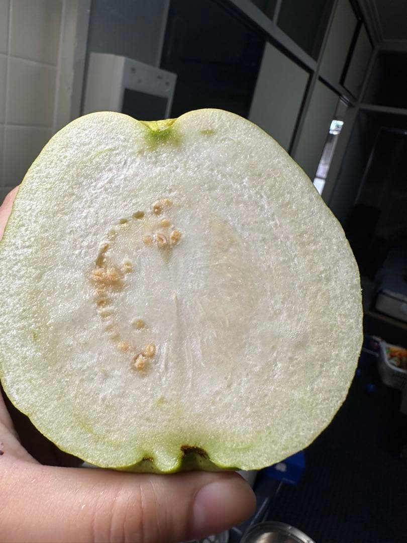 特大サイズ　新鮮 グアバ 5キロ 訳あり