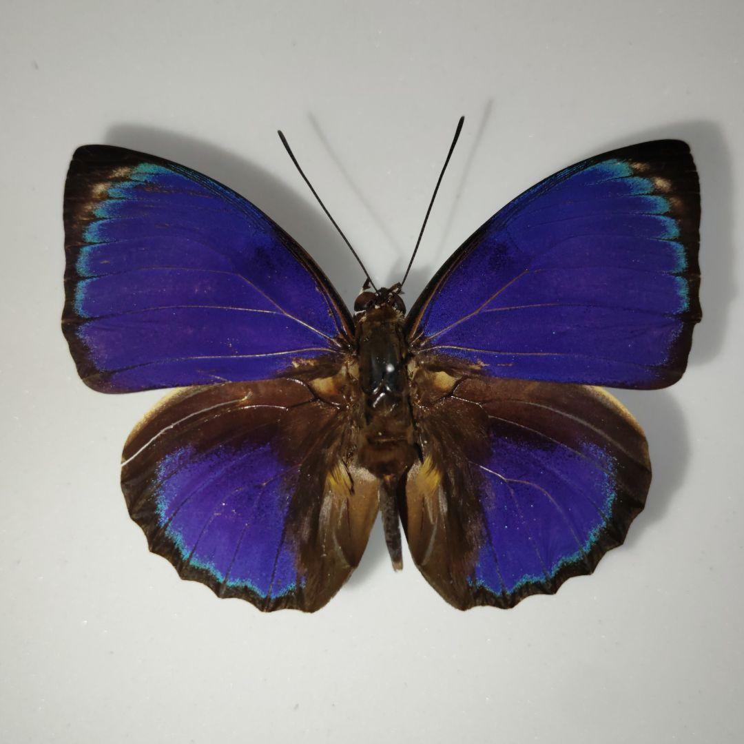 蝶標本　珍品 ミイロタテハ アグリアス ファルキドンミイロタテハ