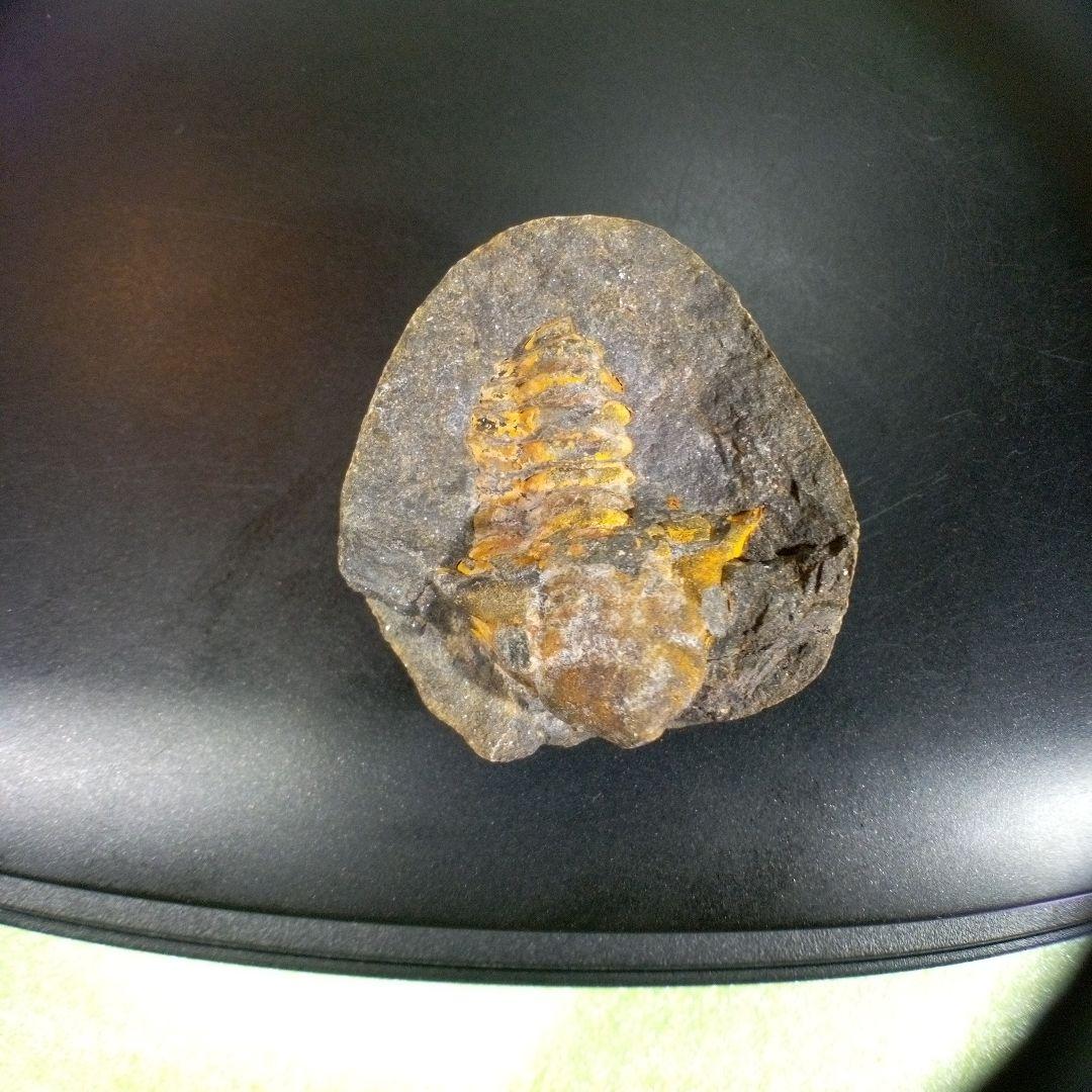 三葉虫　化石　fossil　ボリビア　trilobite　三葉虫綱　三葉虫管理⑨