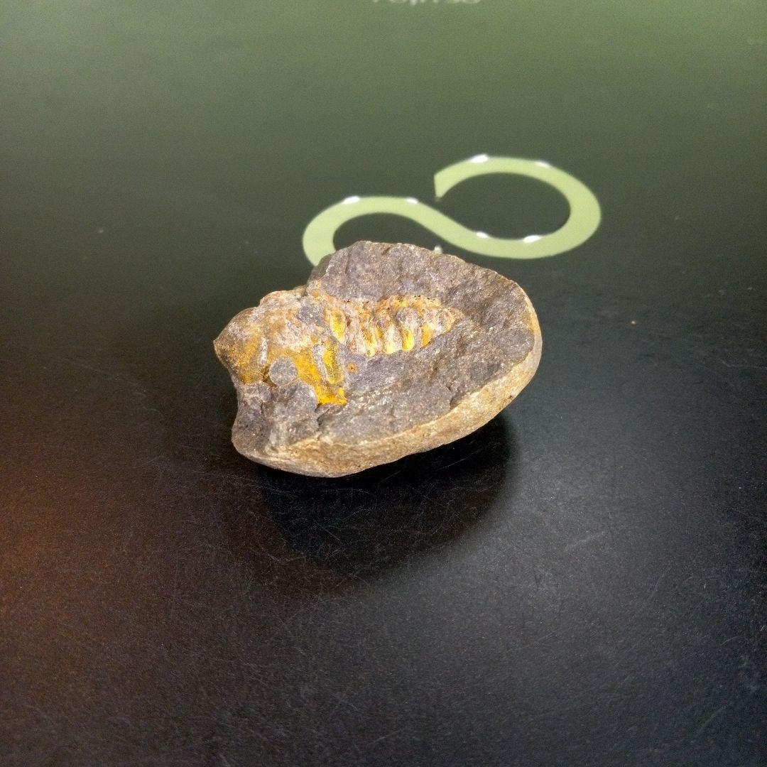 三葉虫　化石　fossil　ボリビア　trilobite　三葉虫綱　三葉虫管理⑨