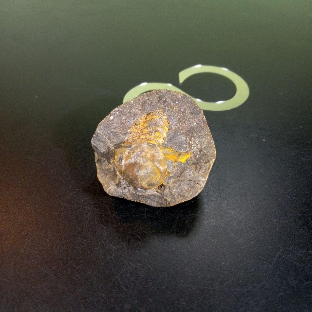 三葉虫　化石　fossil　ボリビア　trilobite　三葉虫綱　三葉虫管理⑨