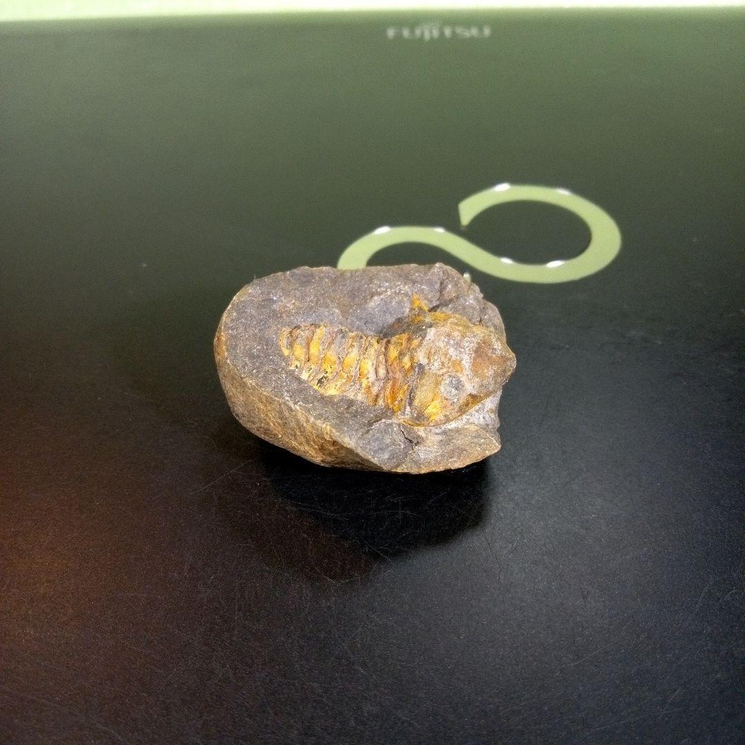 三葉虫　化石　fossil　ボリビア　trilobite　三葉虫綱　三葉虫管理⑨