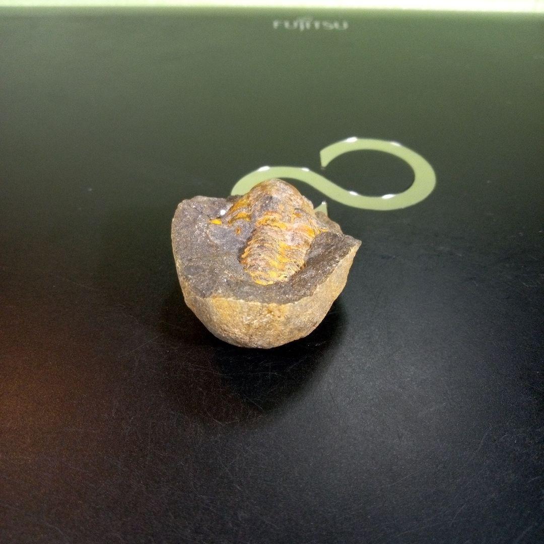 三葉虫　化石　fossil　ボリビア　trilobite　三葉虫綱　三葉虫管理⑨