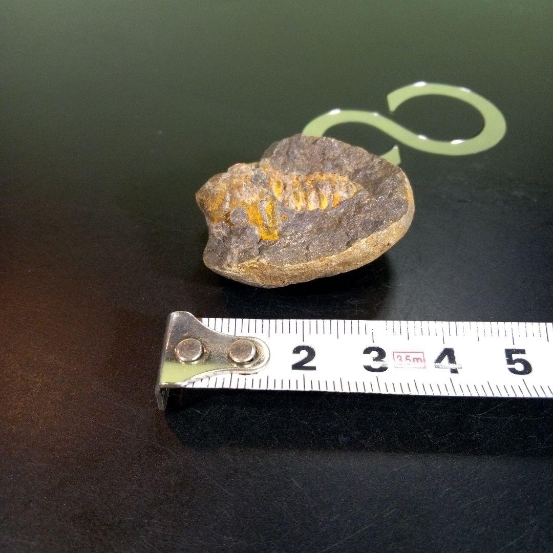 三葉虫　化石　fossil　ボリビア　trilobite　三葉虫綱　三葉虫管理⑨