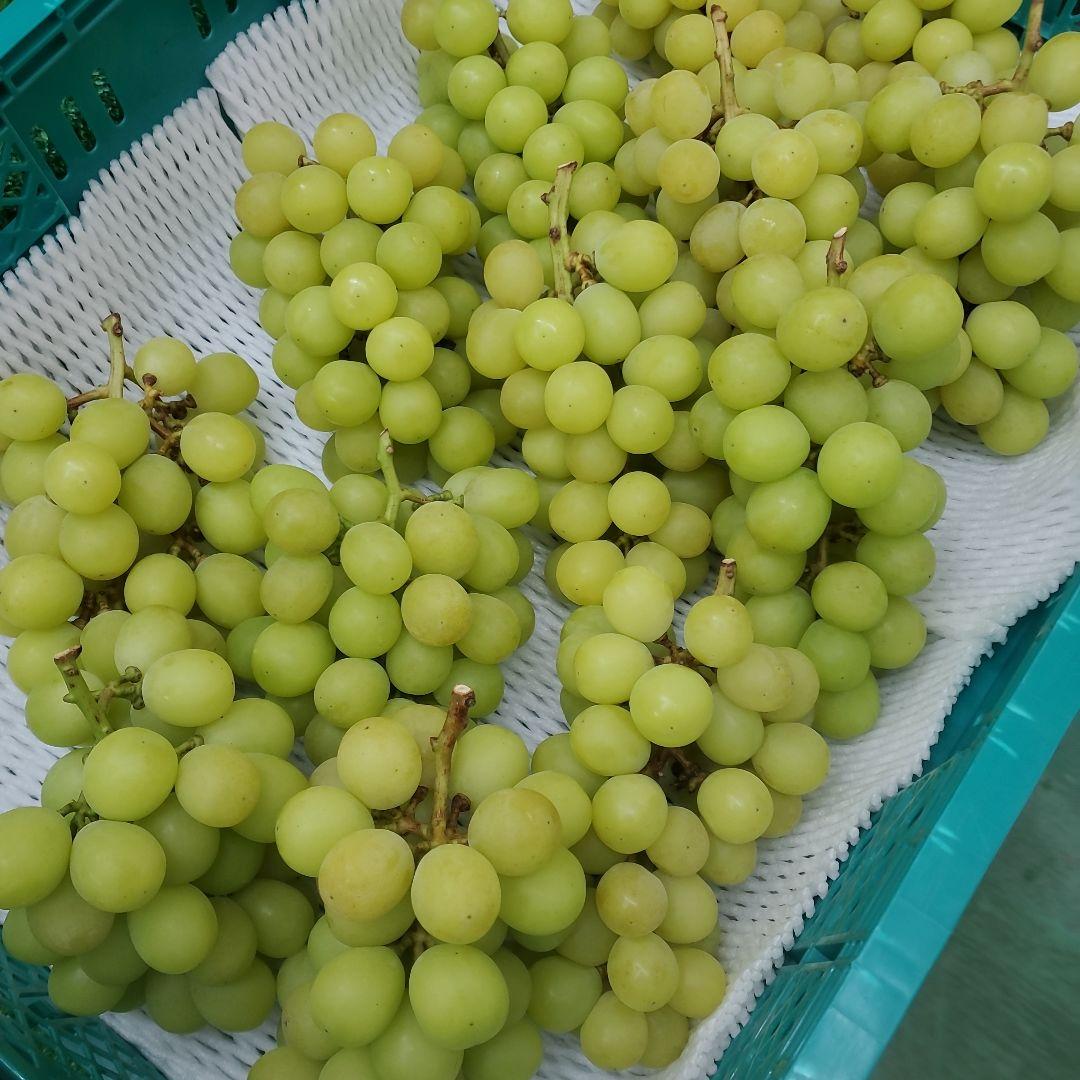 1⃣0️⃣ 山梨県産 シャインマスカット１３房 箱込み5.6キロ