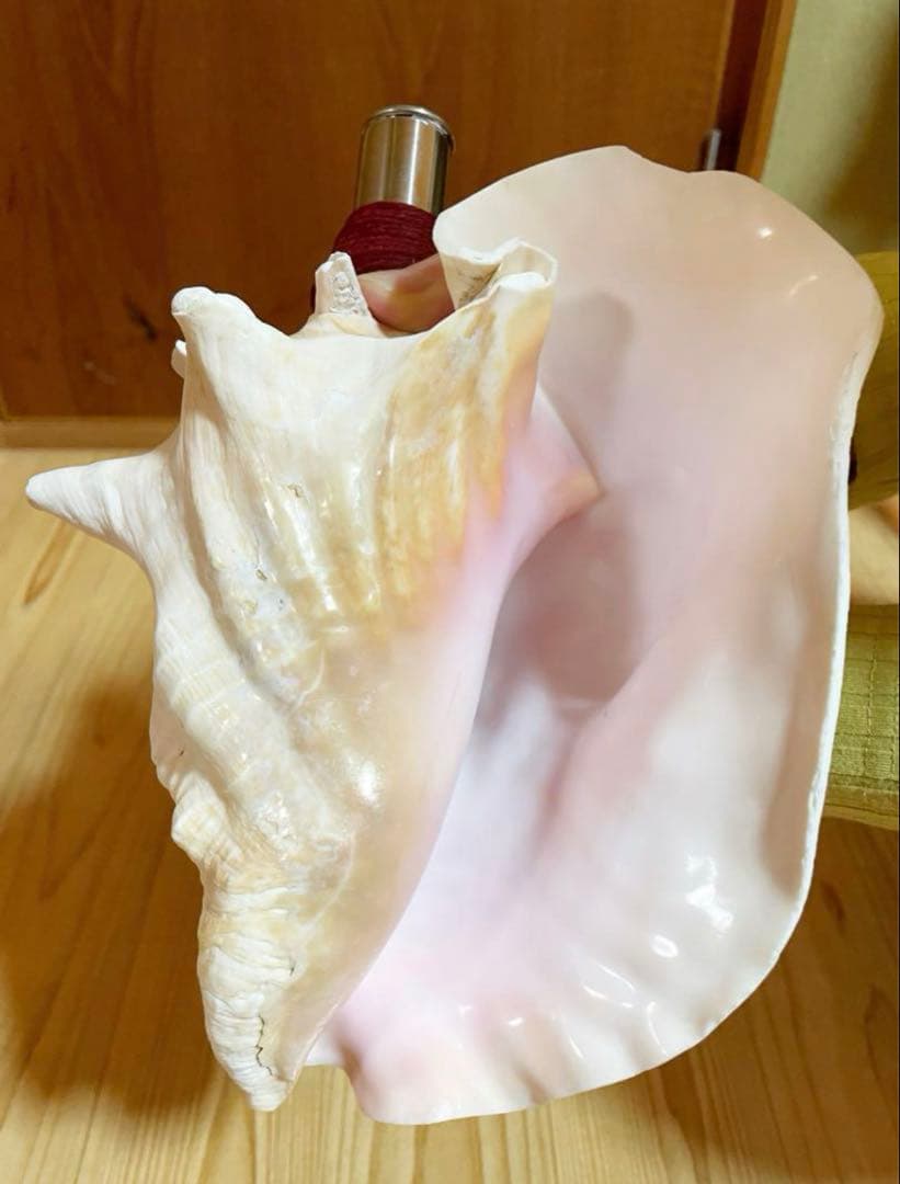 希少　桃色法螺貝（ピンク貝）法螺貝　ほら貝　ホラガイ　コンク貝笛　コンクシェル