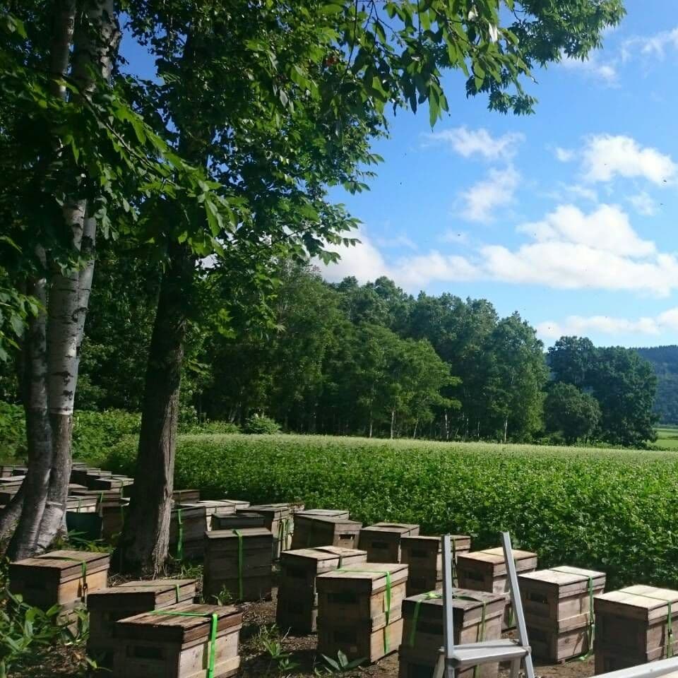 アカシア蜂蜜 国産純粋 非加熱 1kg×2本