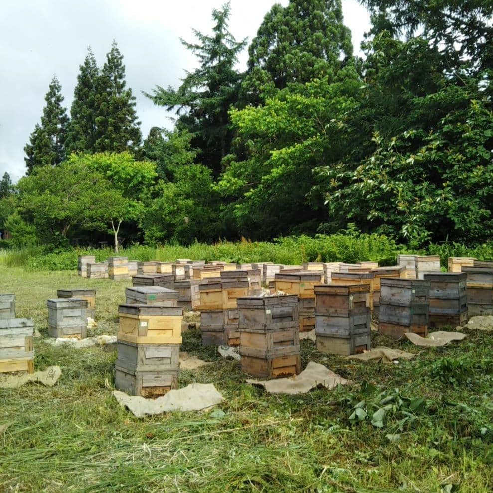 アカシア蜂蜜 国産純粋 非加熱 1kg×2本