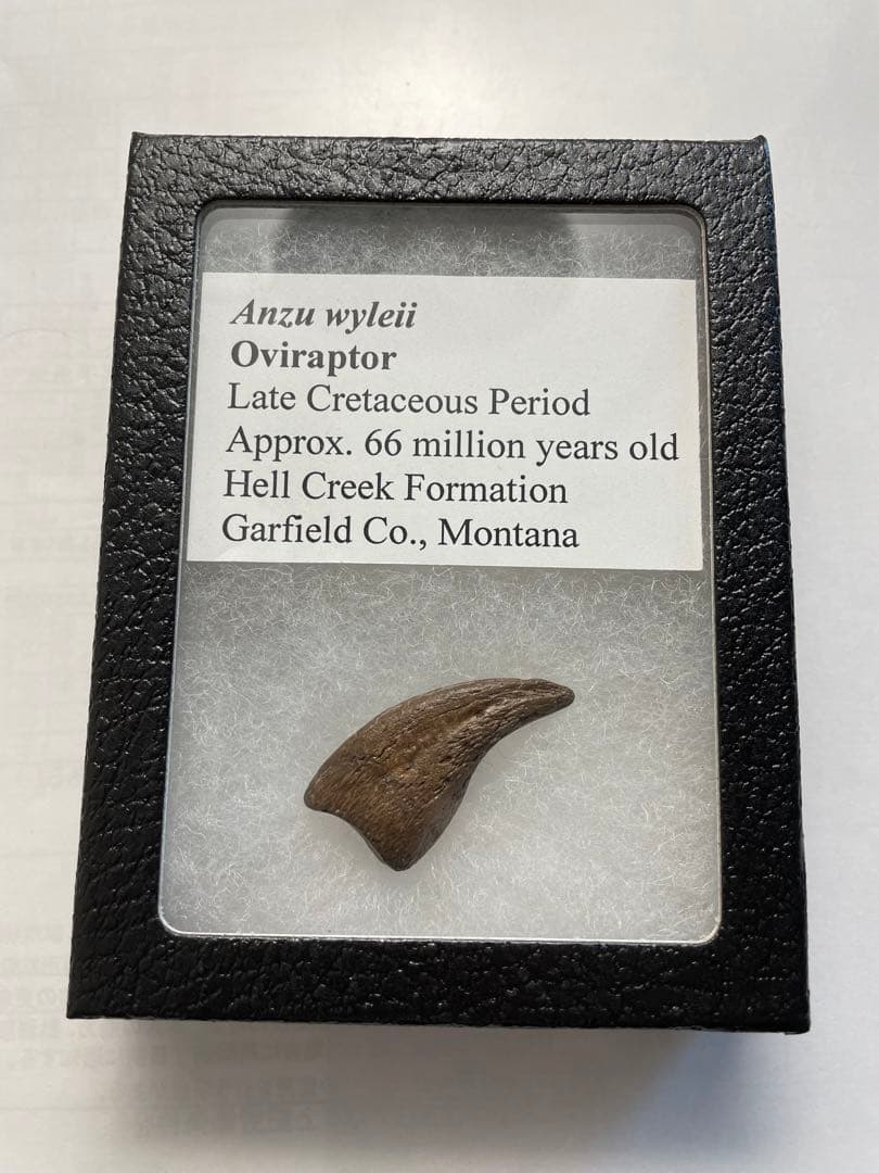 アンズ　爪化石　化石　地獄の鶏