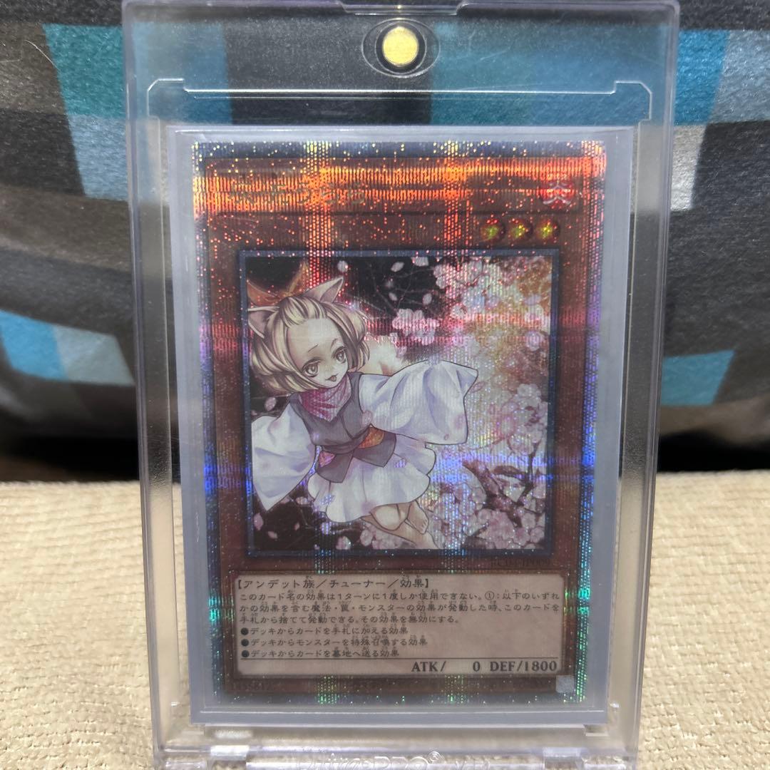 クウォーターシクはるうららセット