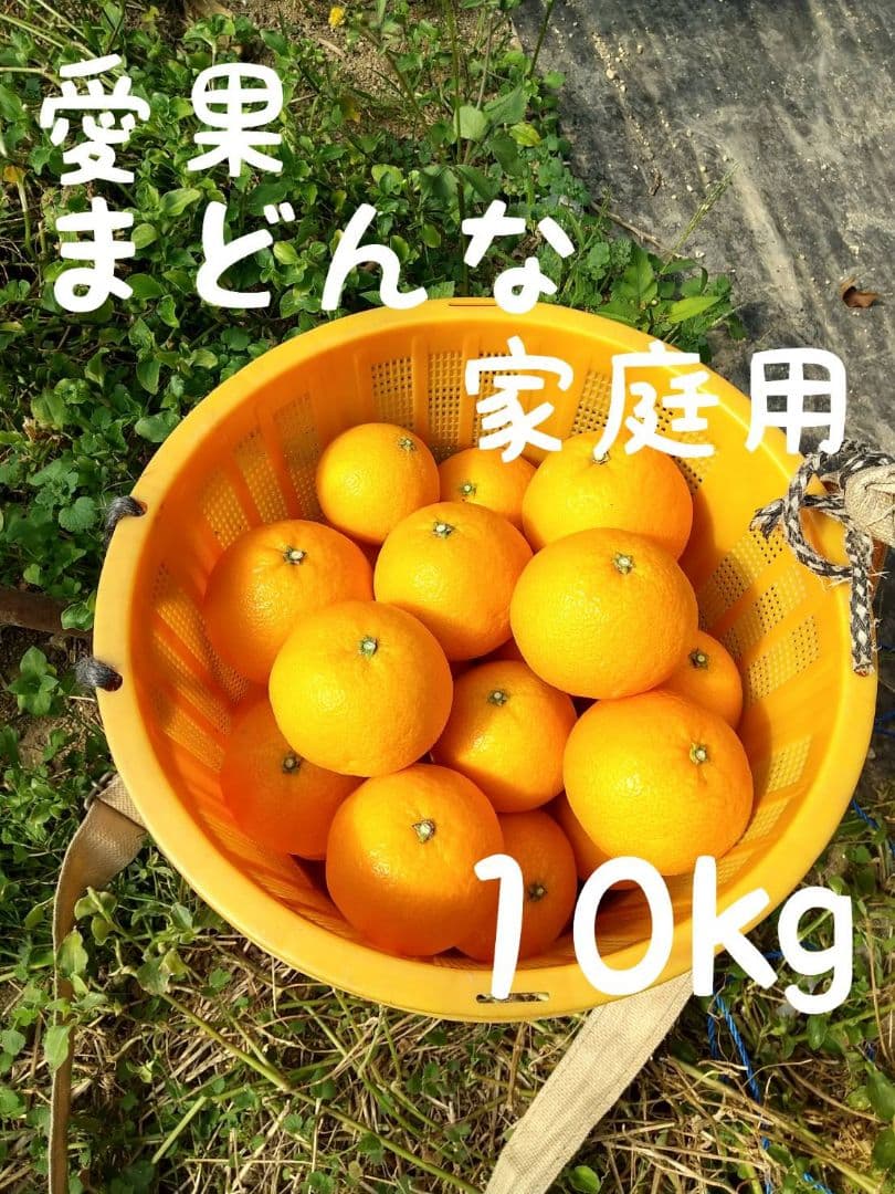 259愛果 まどんな 家庭用 10kg