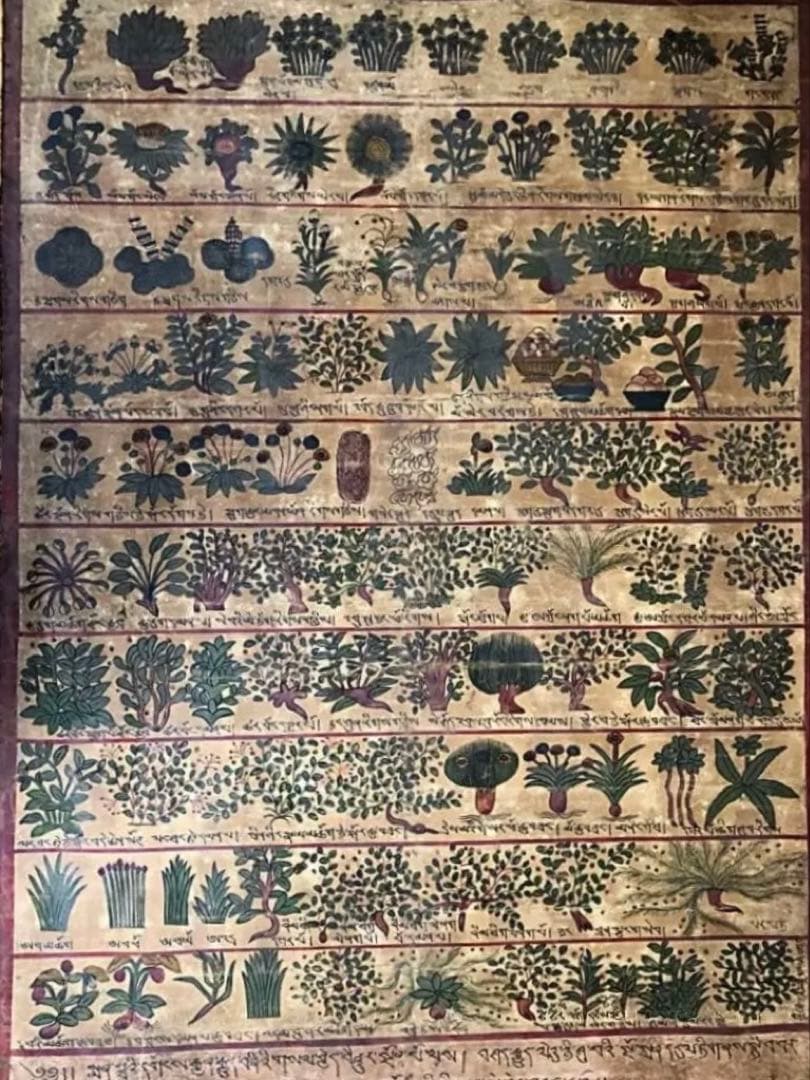 ④ 中国美術 希少 古玩 薬草 一覧表 麻生地 手彩色