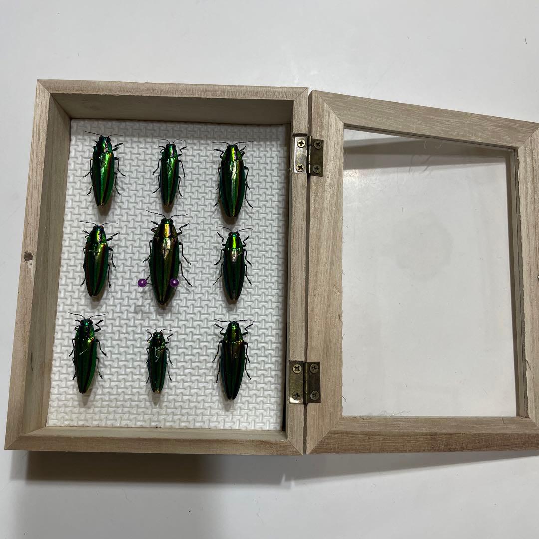 タマムシ　標本