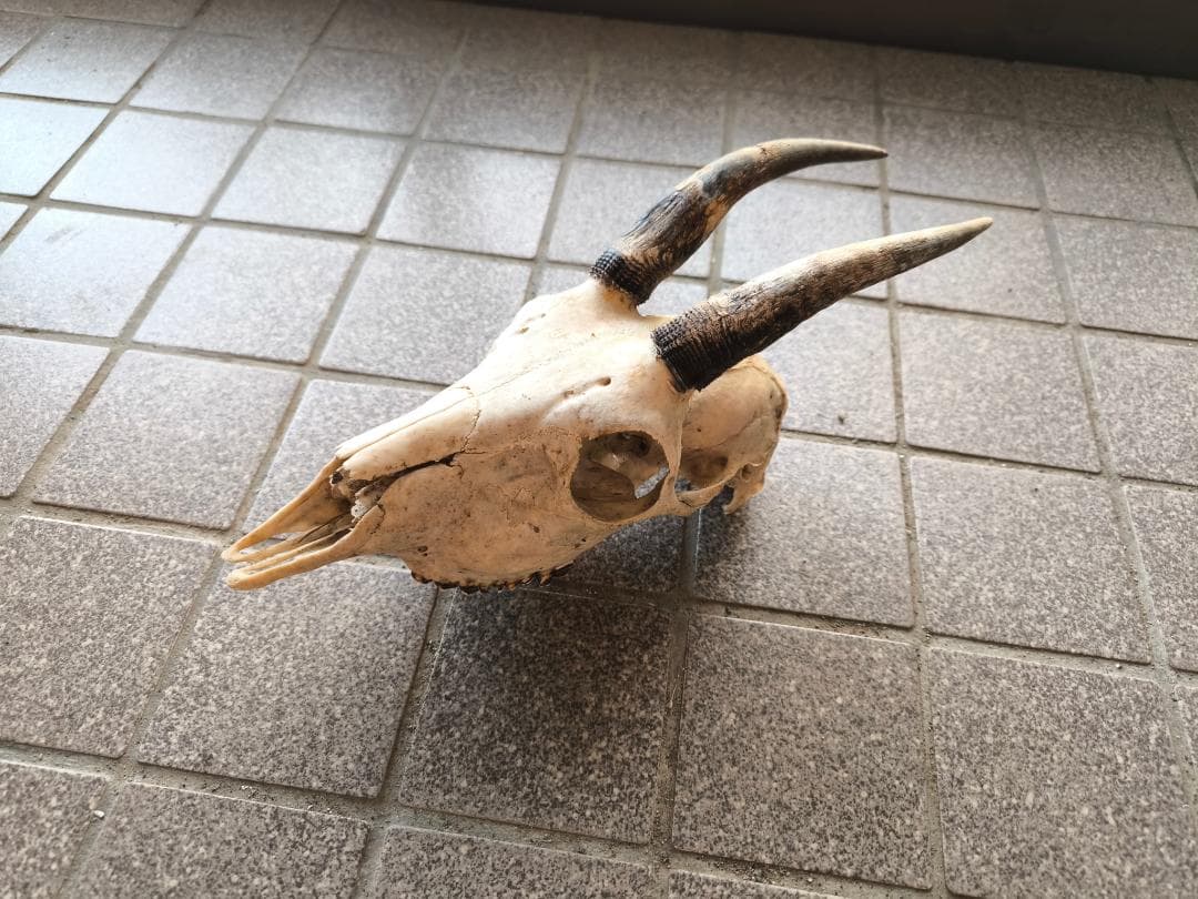 カモシカの頭蓋骨