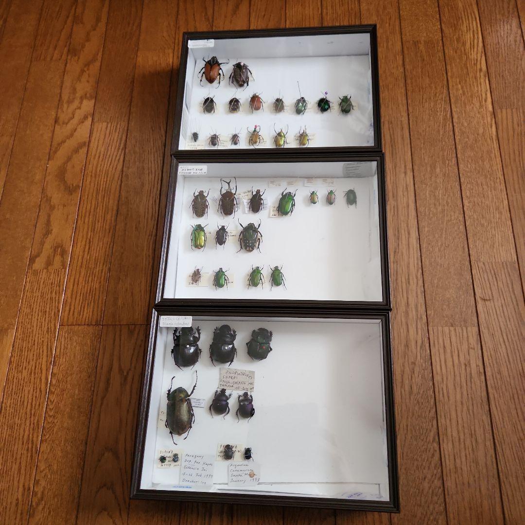 カーニバル、昆虫標本1