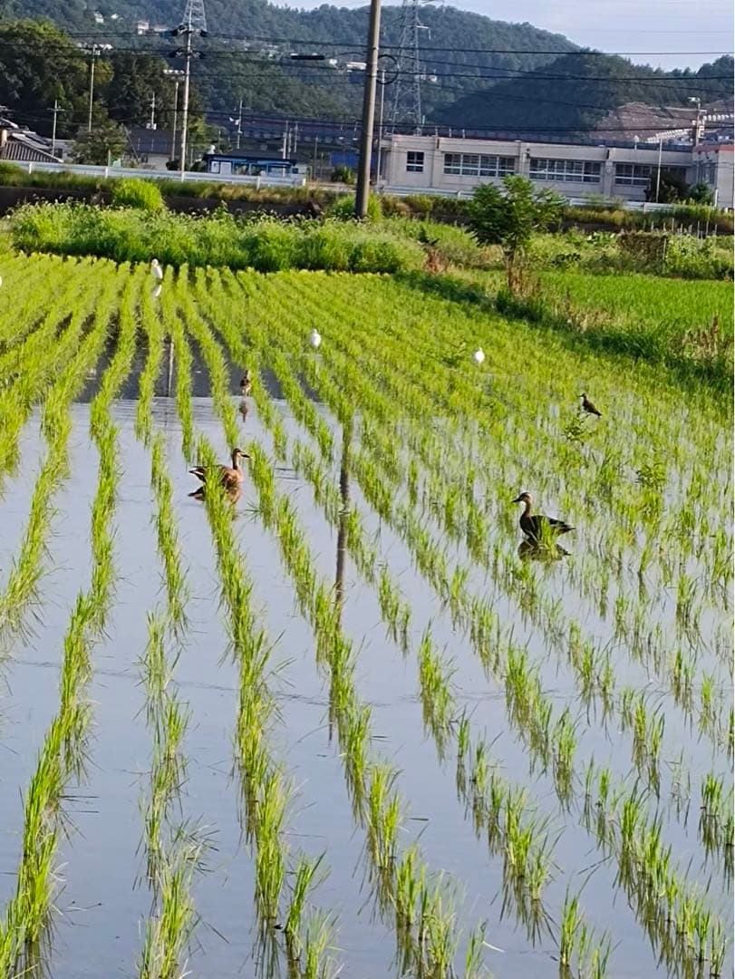 令和6年度米 10kg 自然栽培米　農薬　科学肥料不使用　倉敷