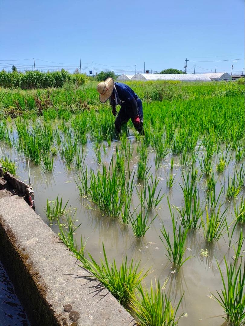 令和6年度米 10kg 自然栽培米　農薬　科学肥料不使用　倉敷