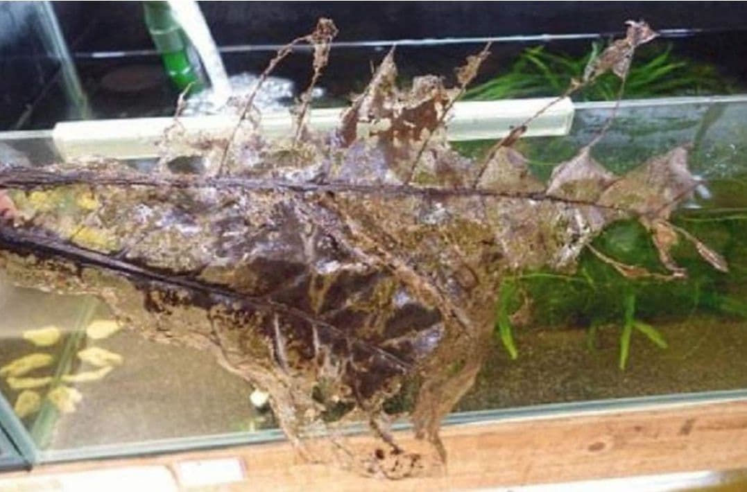 とし　大小様々　無農薬マジックリーフ　天然ももたまな葉　1000　枚