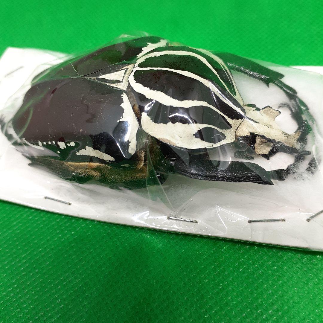 標本 Goliathus goliatus apicalis 75mm CONGO
