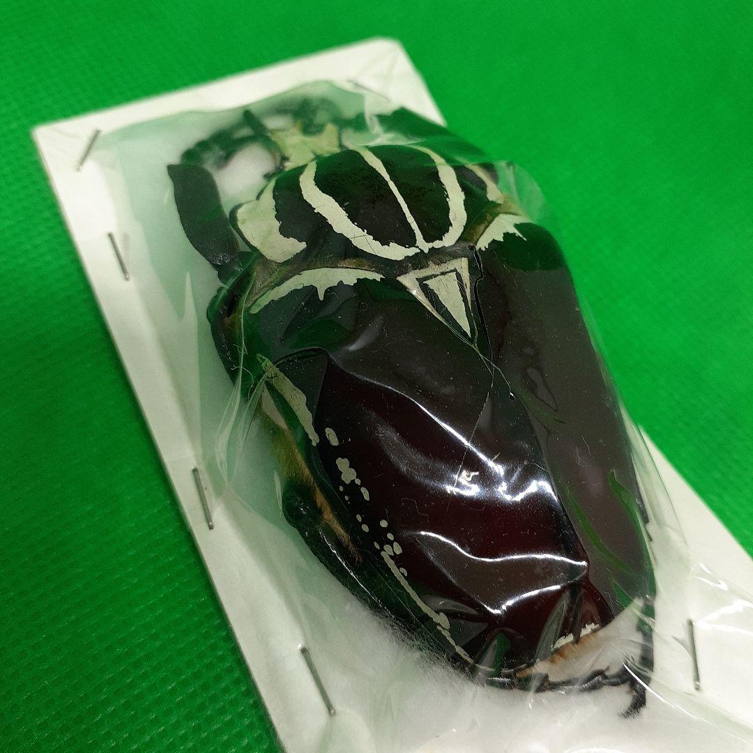 標本 Goliathus goliatus apicalis 75mm CONGO