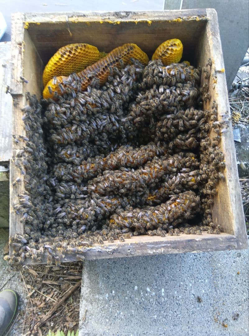 南国土佐の百花蜜　ニホンミツバチ蜂蜜　無添加　無加工　たれ蜜2400g