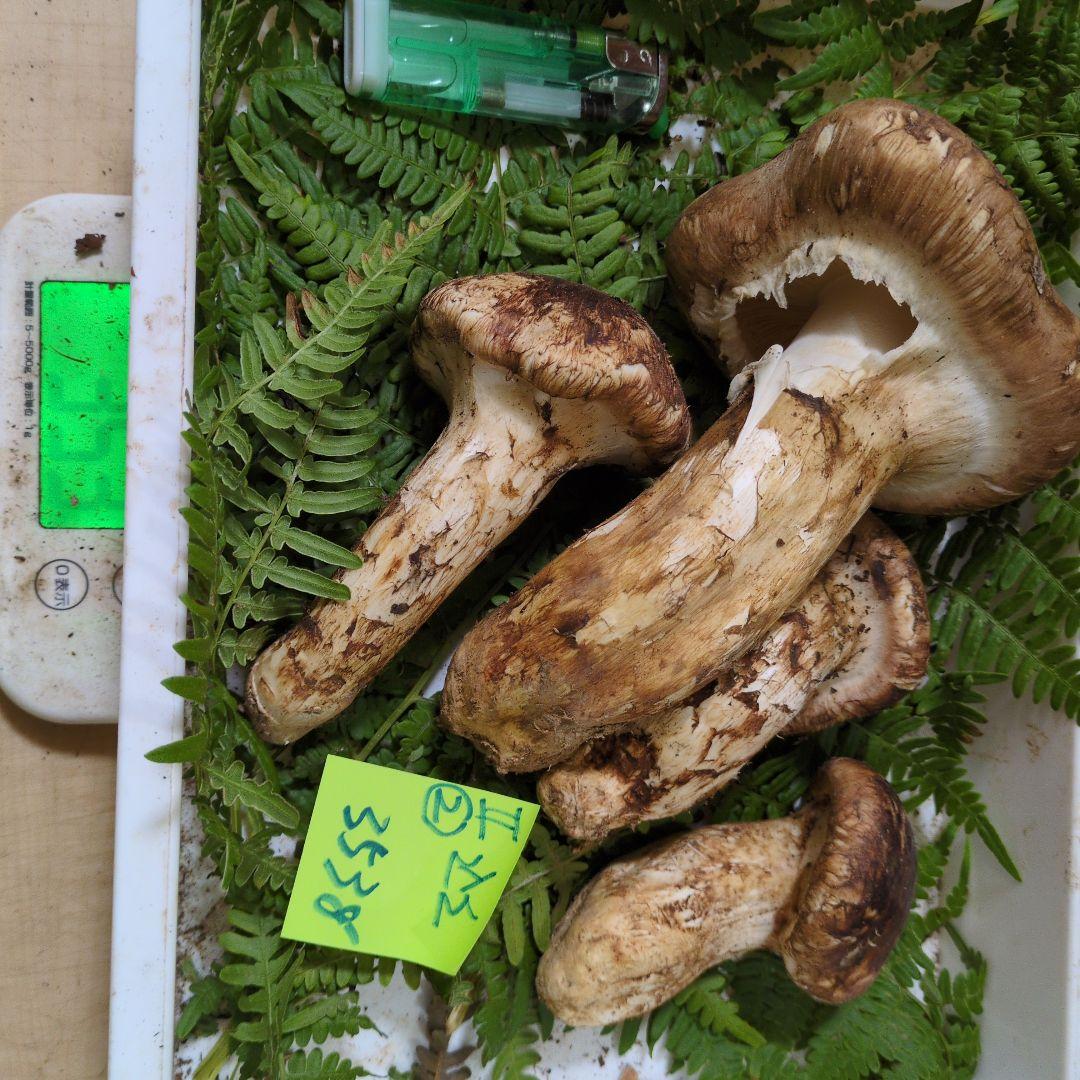 本日最終　和歌山松茸　新鮮朝市　込み込み　353㌘