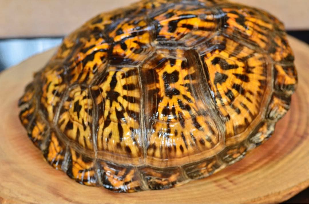 トウブハコガメ骨格標本(甲羅)黄色放射模様　フルアダルト　剥製　爬虫類