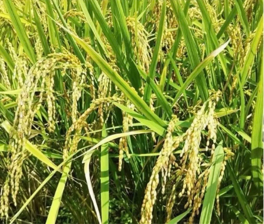 令和7年新米大分県産なつほのか　白米27㎏キロ資材重量込みお米30㎏キロ以内発送