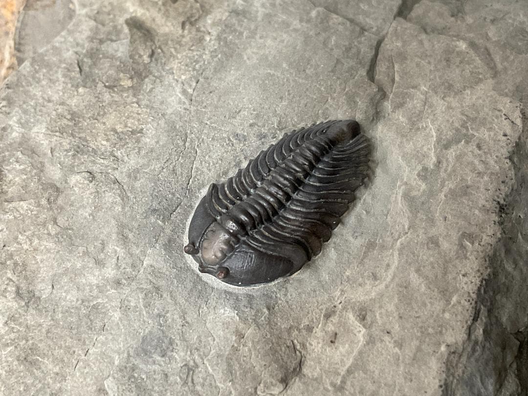 シュードキベレ [TB45] 三葉虫 超希少種 レア