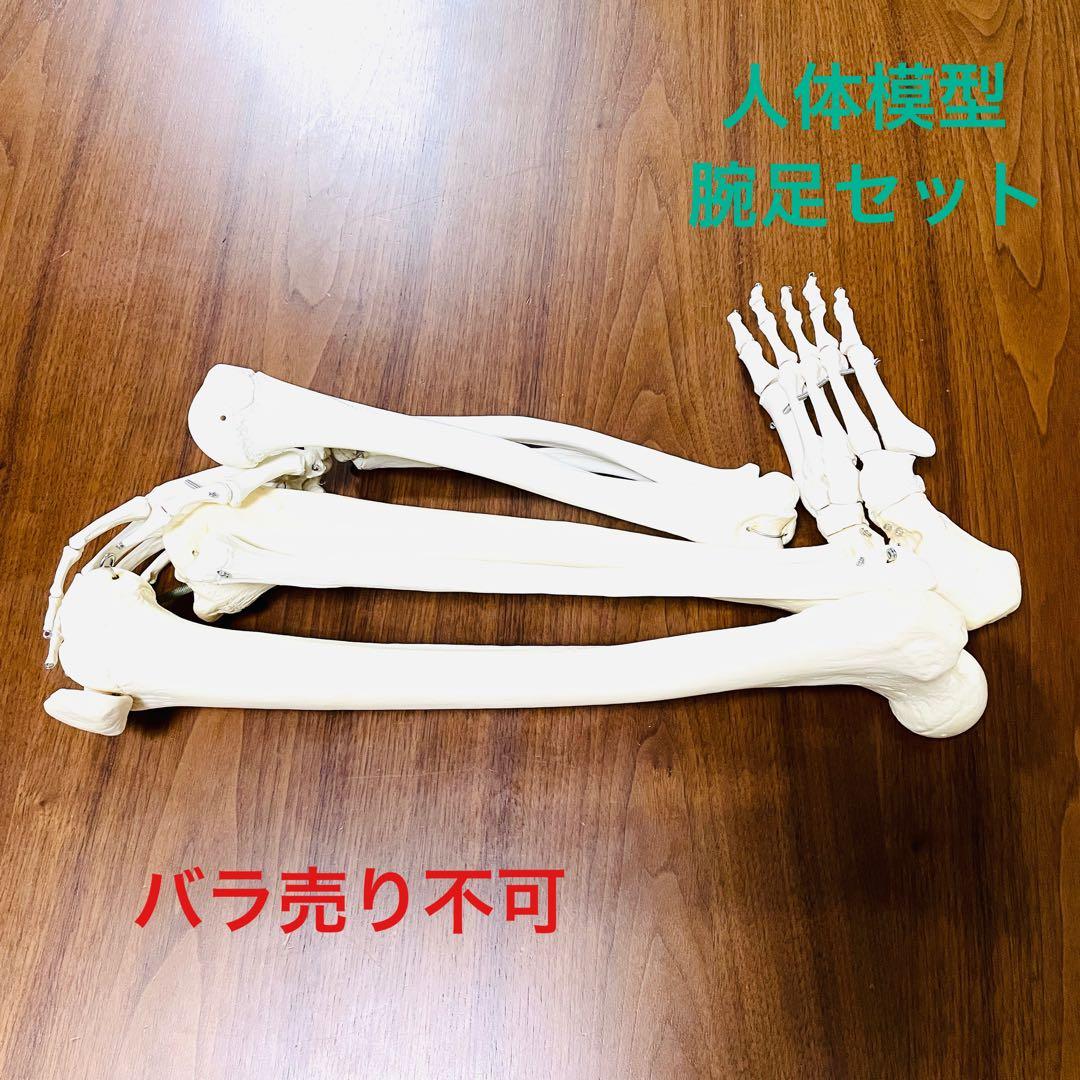 【中古品】人体模型 腕足セット バラ売り不可