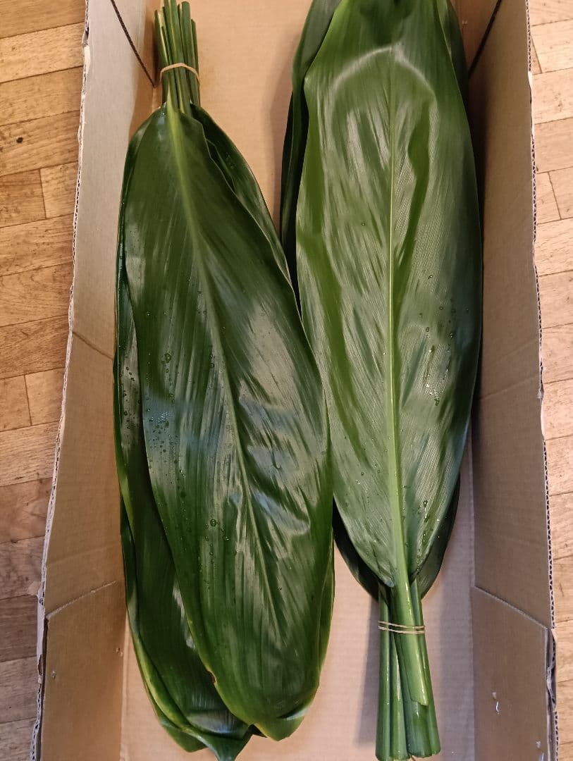 冬季限定価格★本物 ティーリーフ 80枚★フラダンス用スカートやレイ60cm前後