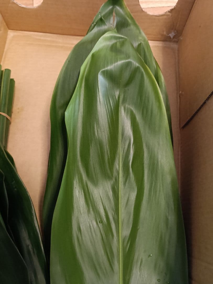 冬季限定価格★本物 ティーリーフ 80枚★フラダンス用スカートやレイ60cm前後