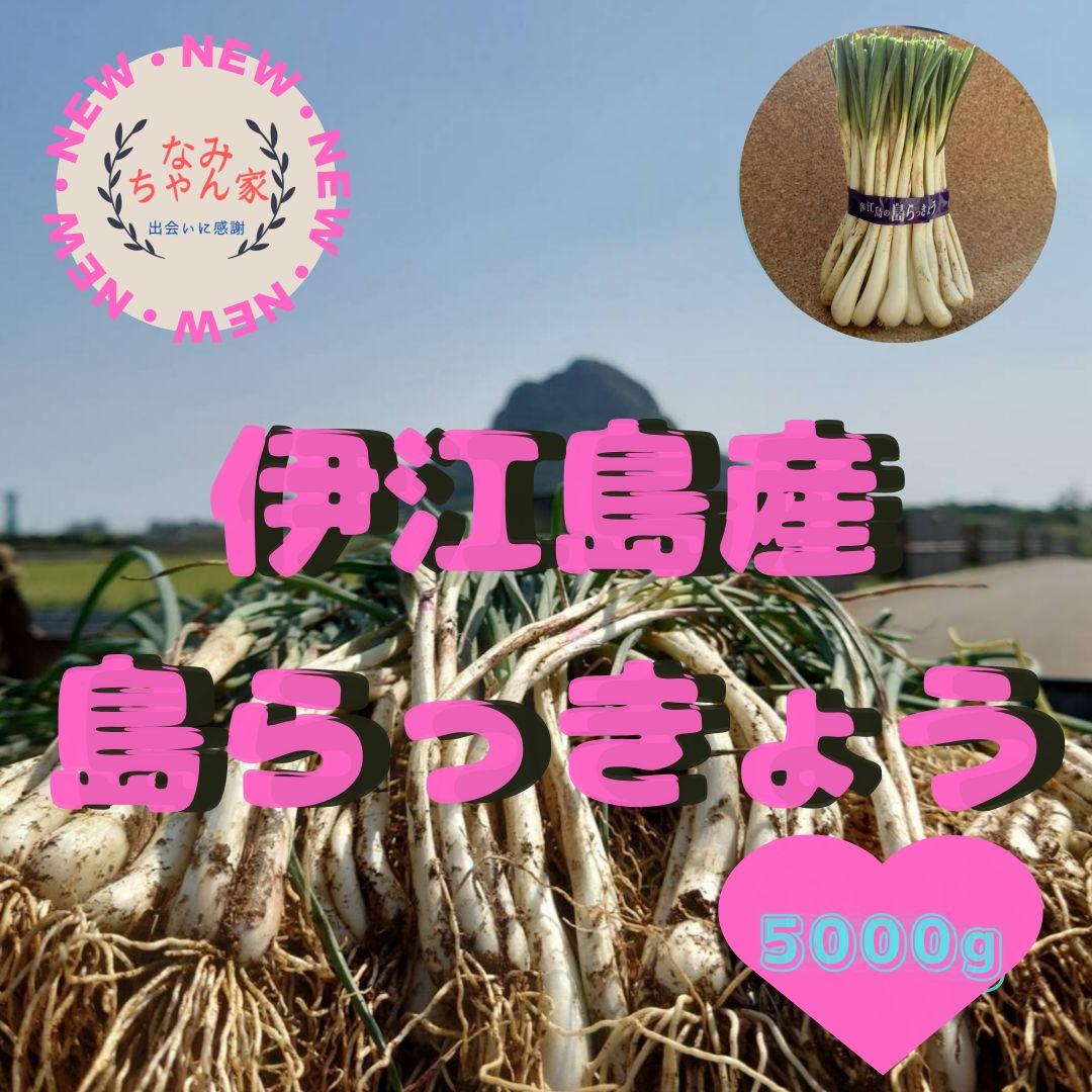 5000g 伊江島産 島らっきょう 産地直送 農家直送 送料込み