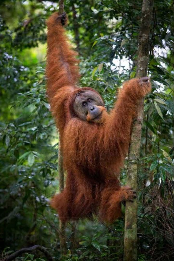 1974年インドネシア オラウータン5000ルピア 未流通大型銀貨NGC認証