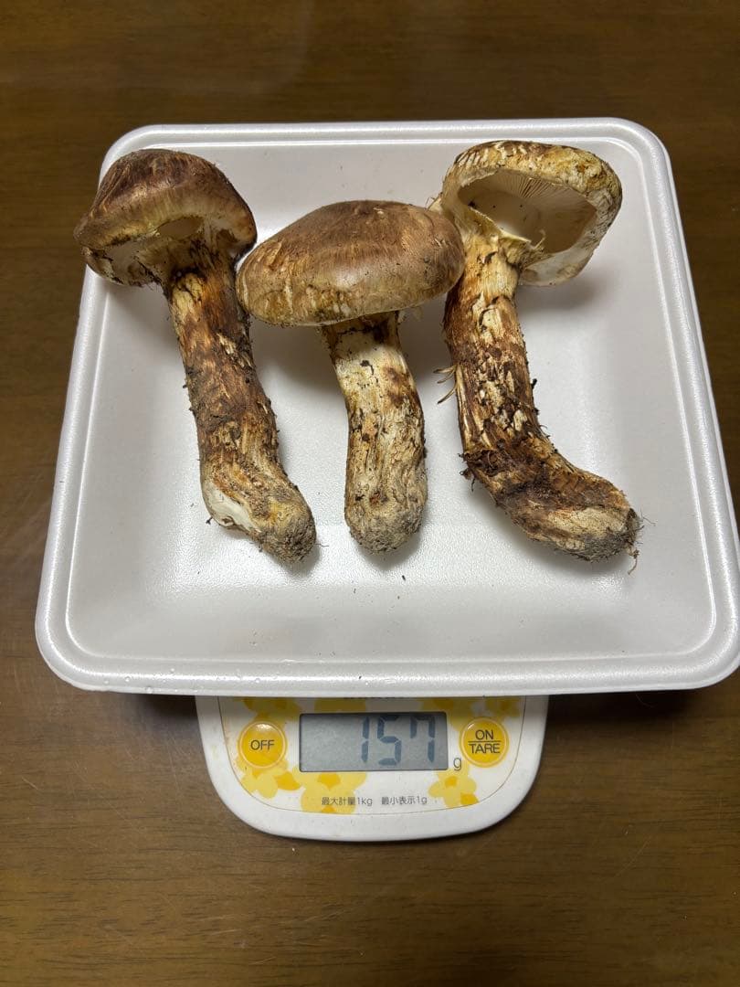 香川県産　獲れたて松茸1 3本157グラム　国産　天然物