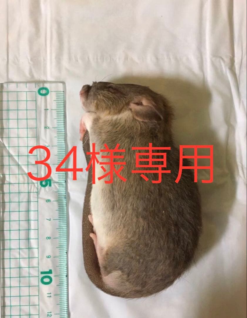 冷凍H10 RF20 ML20 ADL10 SS20