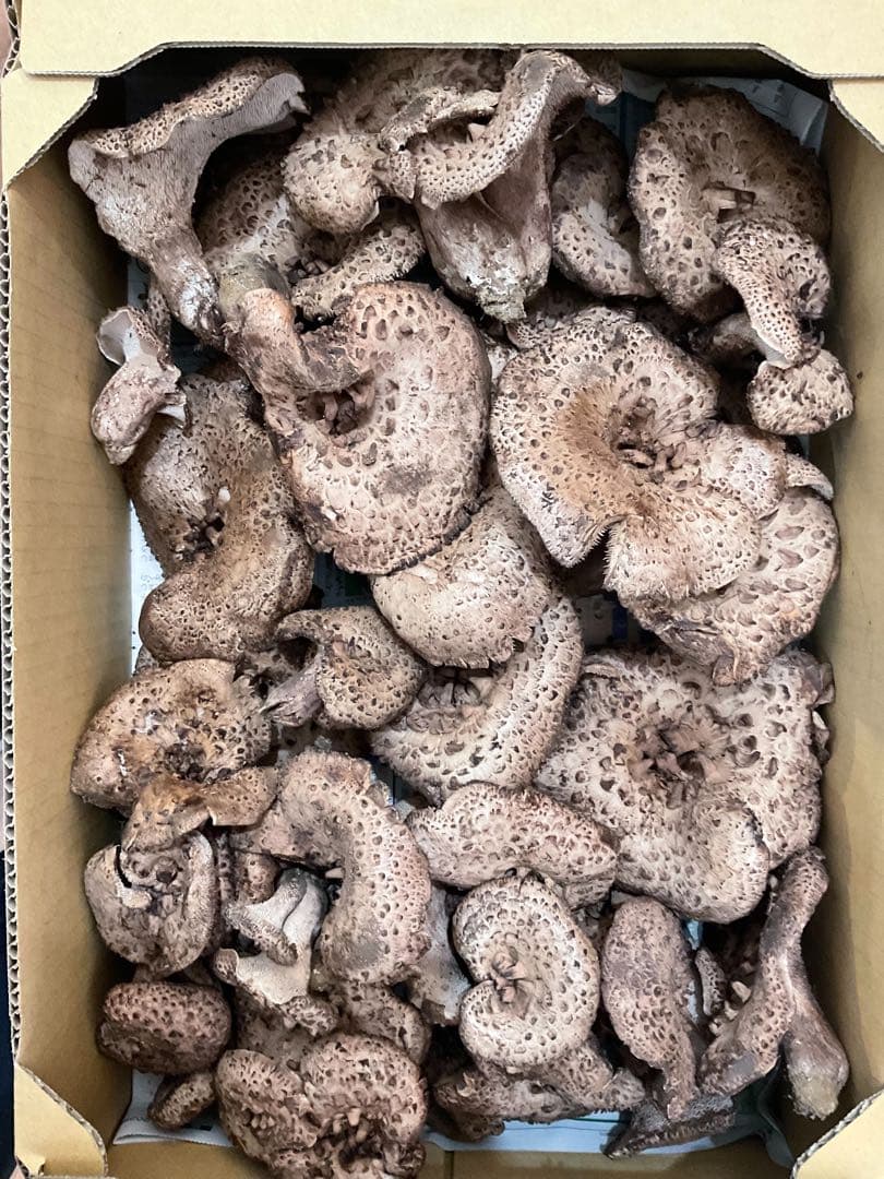 長野県産　香茸　1キロ