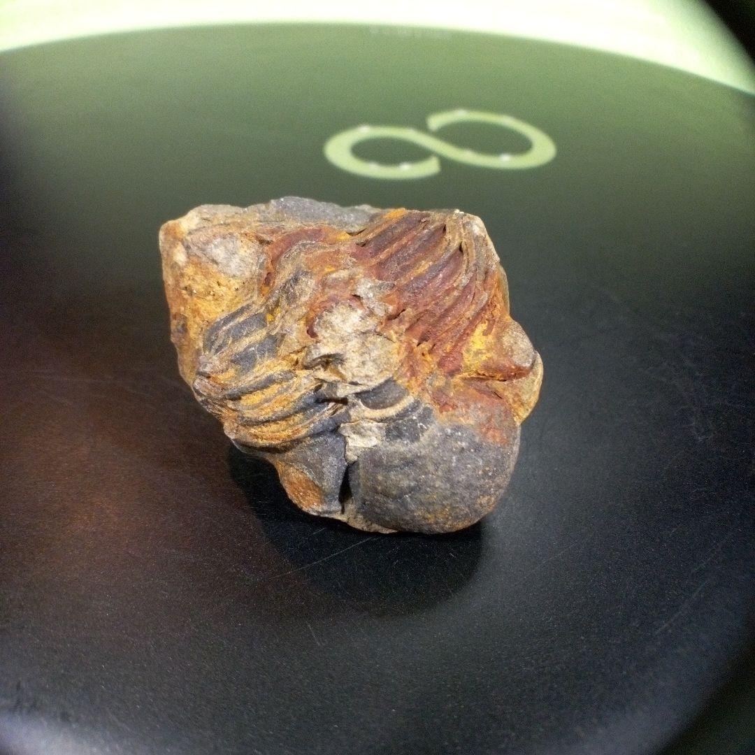 三葉虫　化石　fossil　ボリビア産　トライロバイト　三葉虫個体②