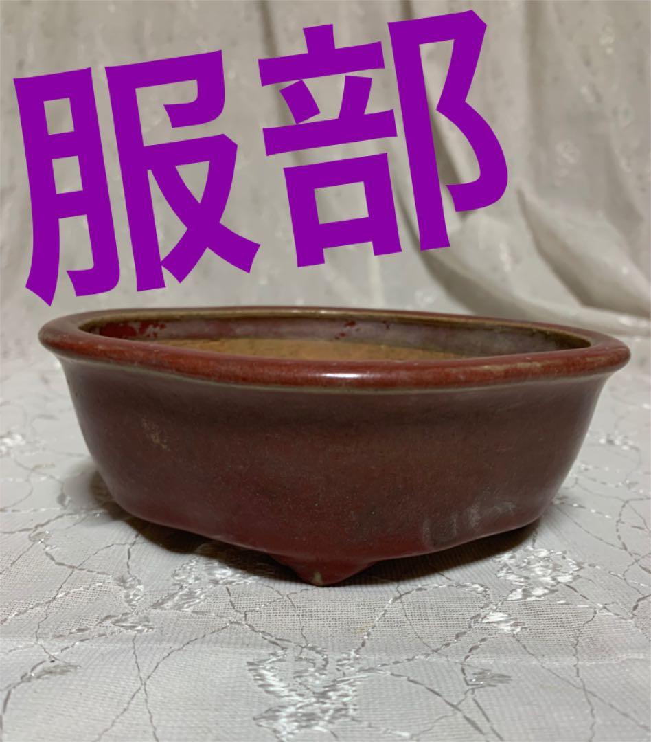 服部　盆栽鉢　赤茶