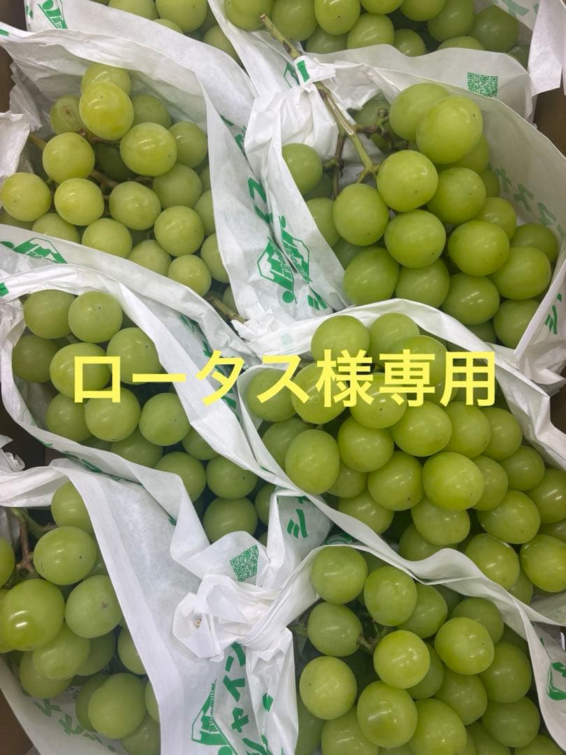 ロータスクール便シャインマスカット5kg×2ケース