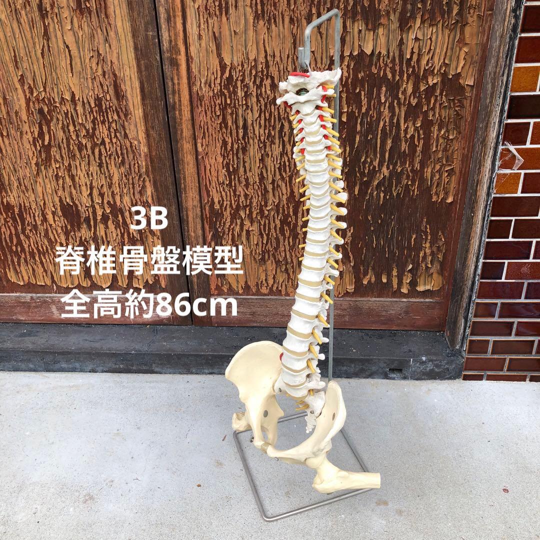 3B 脊椎模型 人体模型 スタンド付 骨格標本　骨盤　ドイツ製